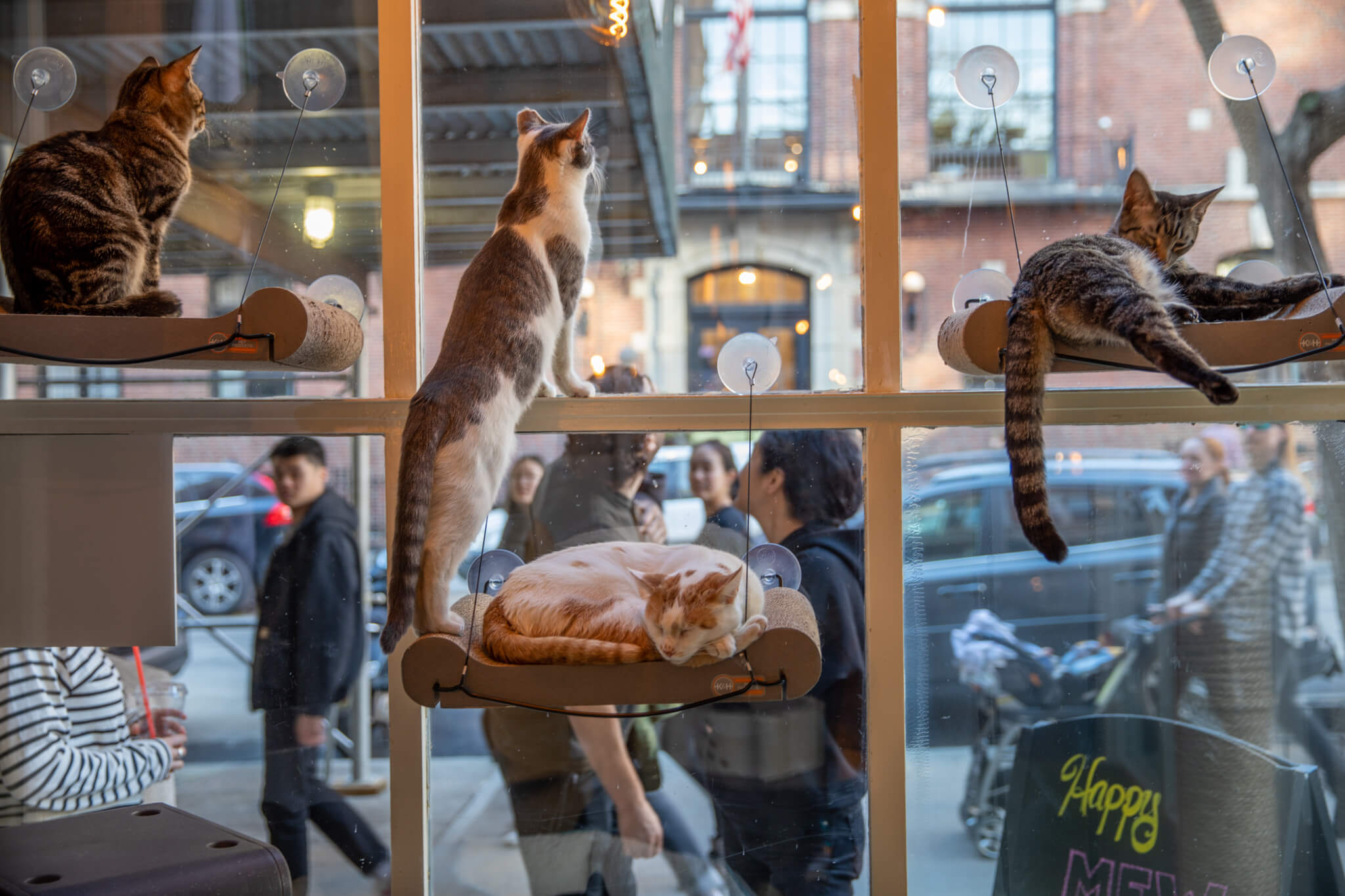 Cat Cafe Image